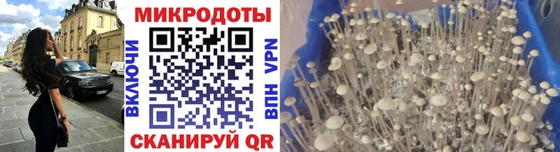 Псилоцибиновые грибы Psilocybe  Купить  Тюмень 